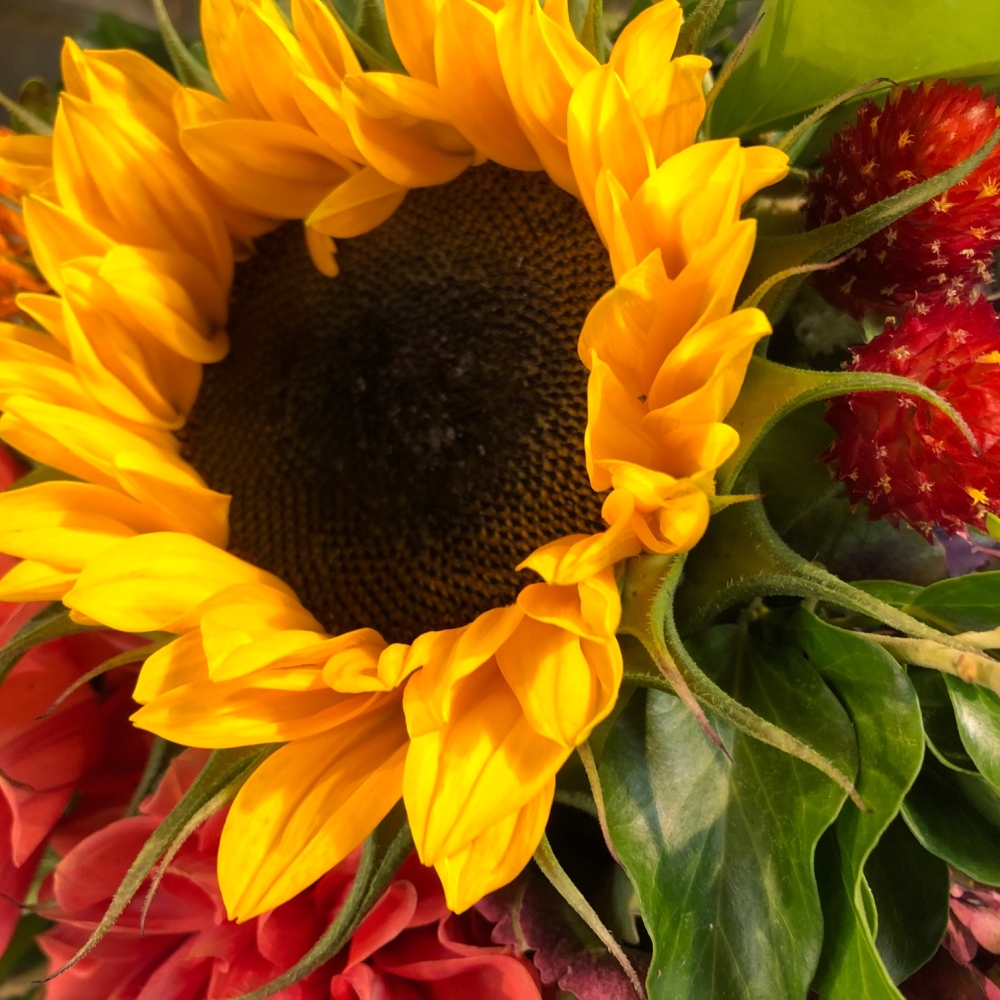 Strauß Sonnenblume