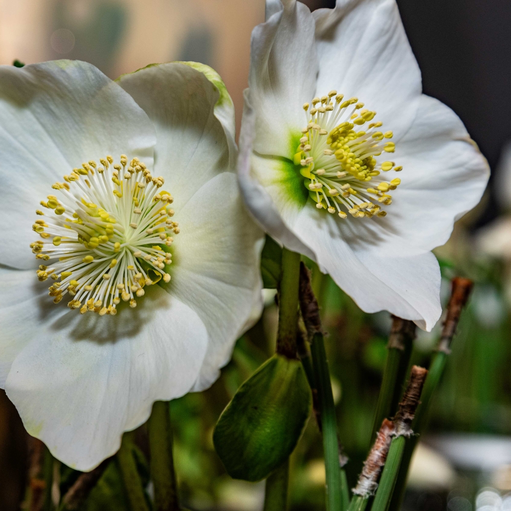 Christrose