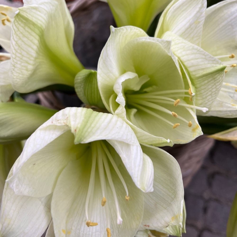 Amaryllis