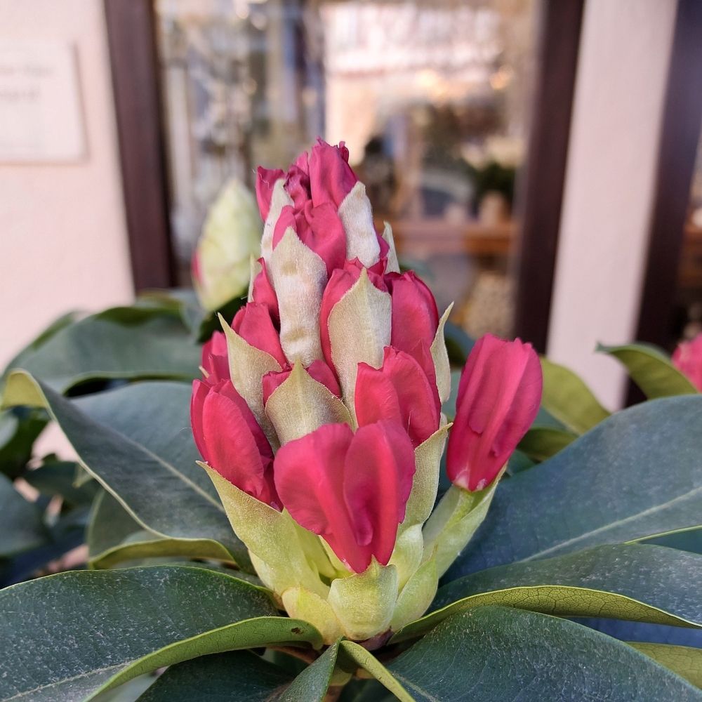Riechst du, wie der Frühling duftet?
