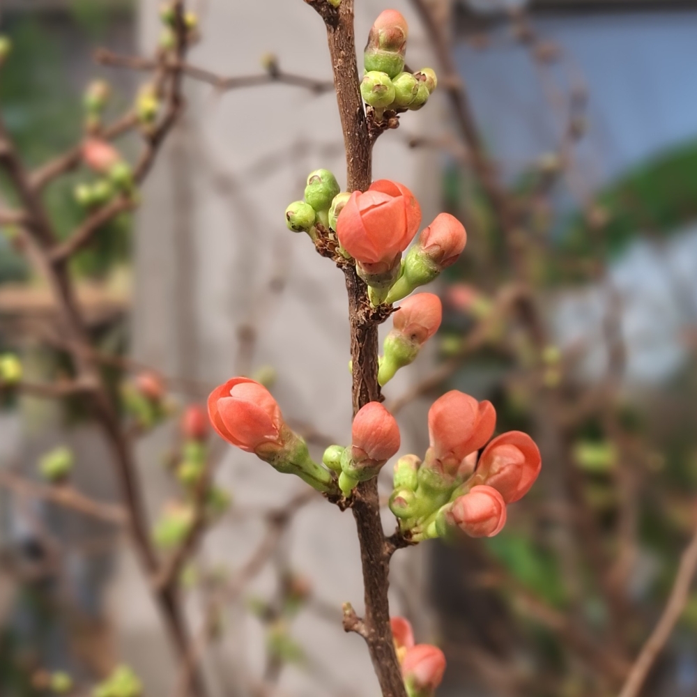 Freu dich auf den Frühling!