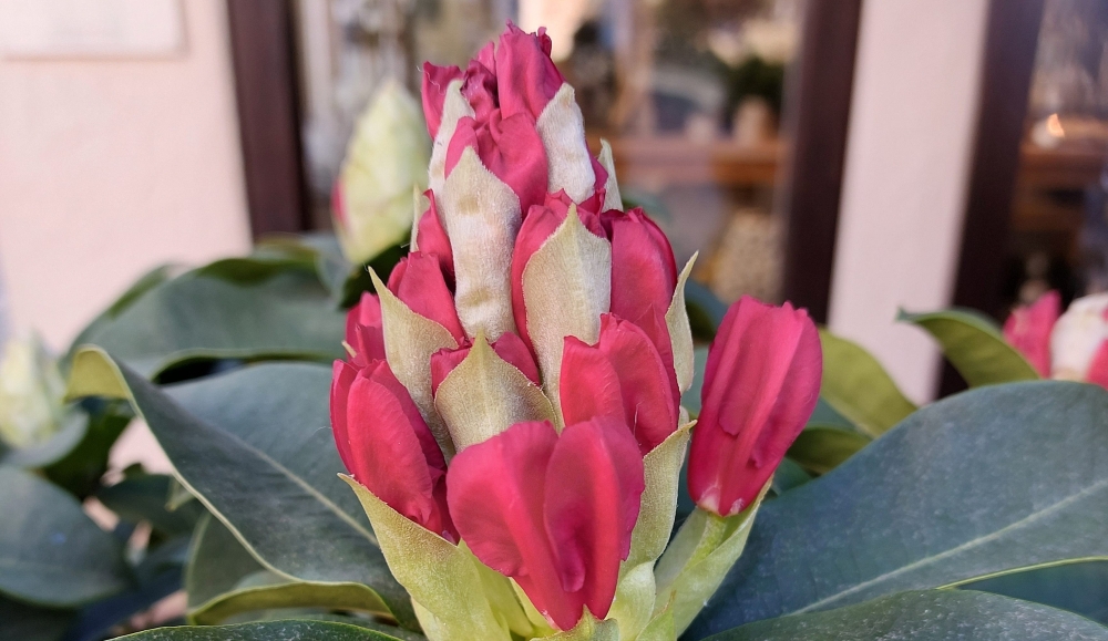 Riechst du, wie der Frühling duftet?