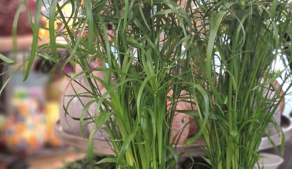 "Das Gras wächst auch nicht schneller...